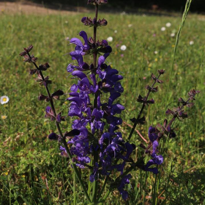 Photo of Outdoor in Avon-les-Roches