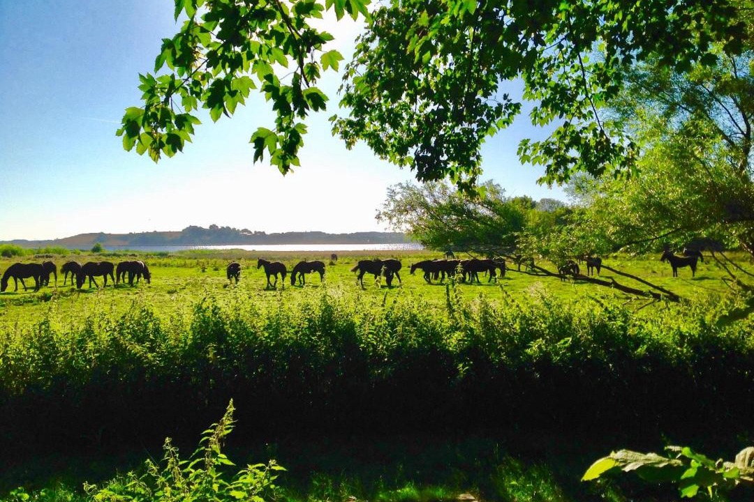 Photo of Others in Nibe