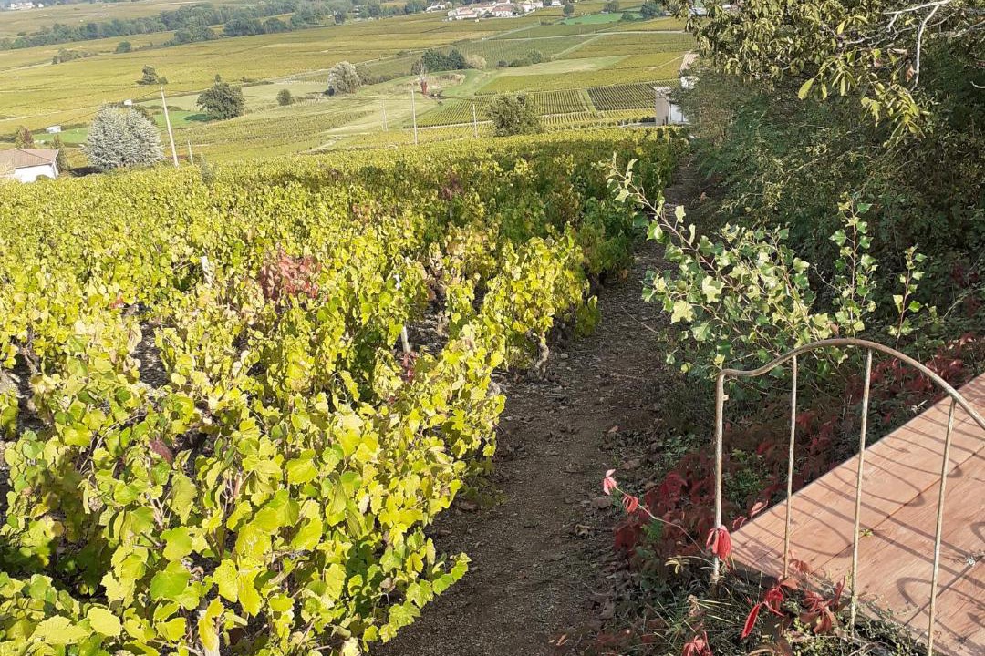 Photo of Others in Villie-Morgon