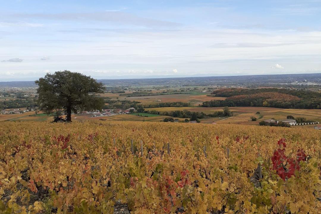 Photo of Others in Villie-Morgon