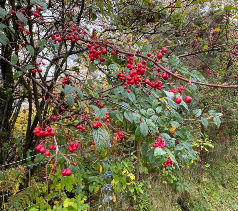 Photo of Outdoor in Colbost