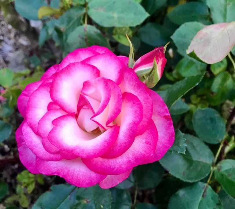 Photo of Human In Picture in Cambridge