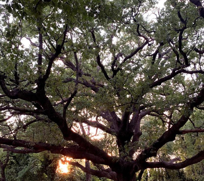 Photo of Others in Mougins