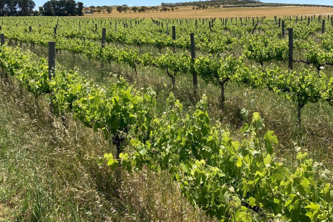 Photo of Others in Jamestown