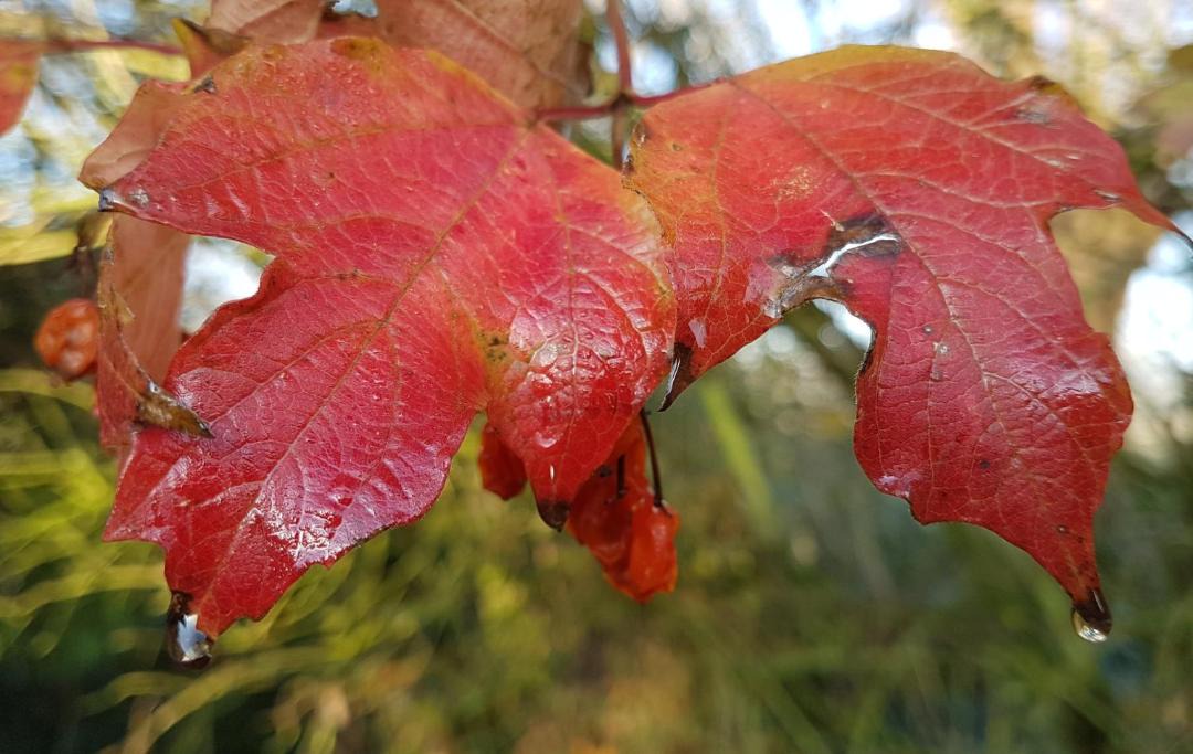 Photo of Others in Hoymille