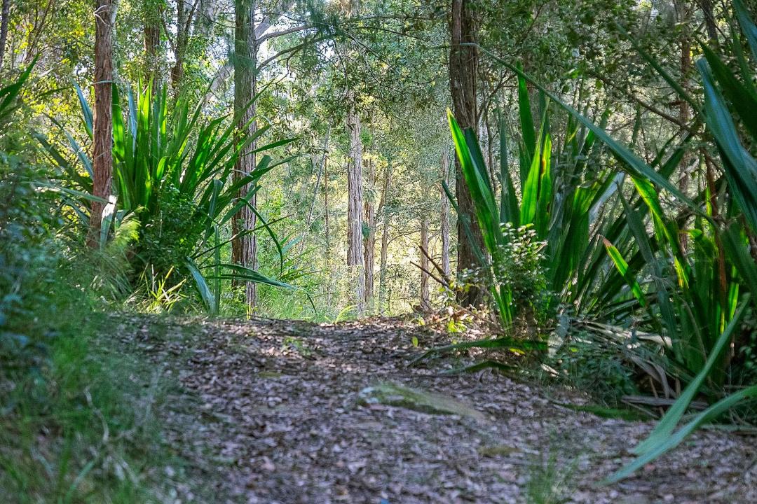 Photo of Others in Lower Mangrove