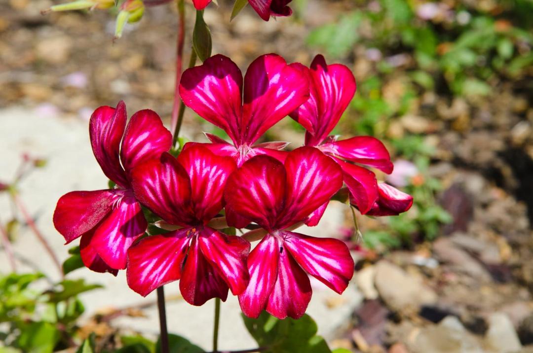 Photo of Others in Vouvray