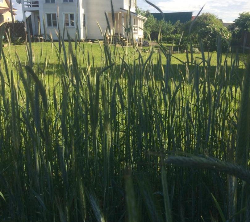 Photo of Buildings in Novosergiyevo