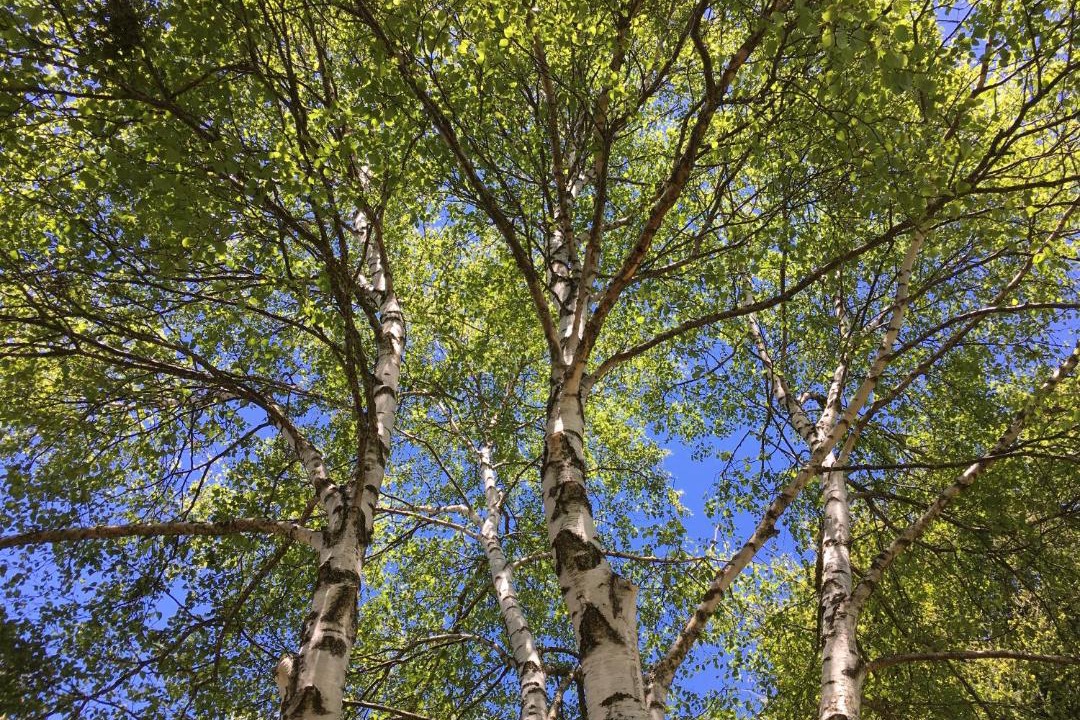 Photo of Others in Aydat