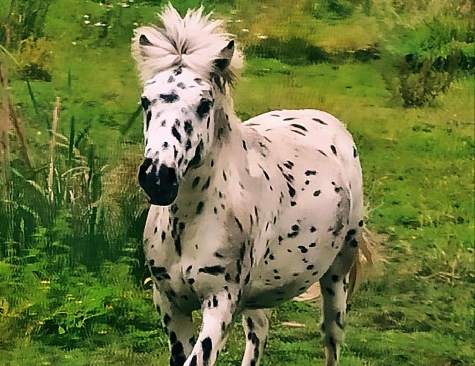 Photo of Others in Begadan