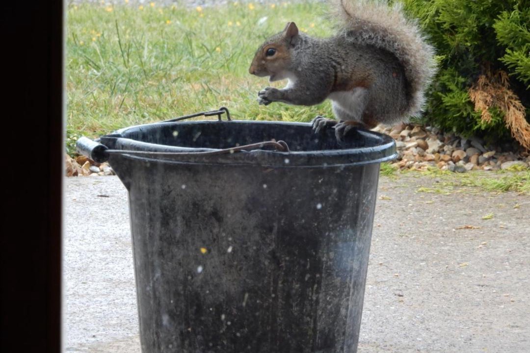 Photo of Others in Welsh Frankton
