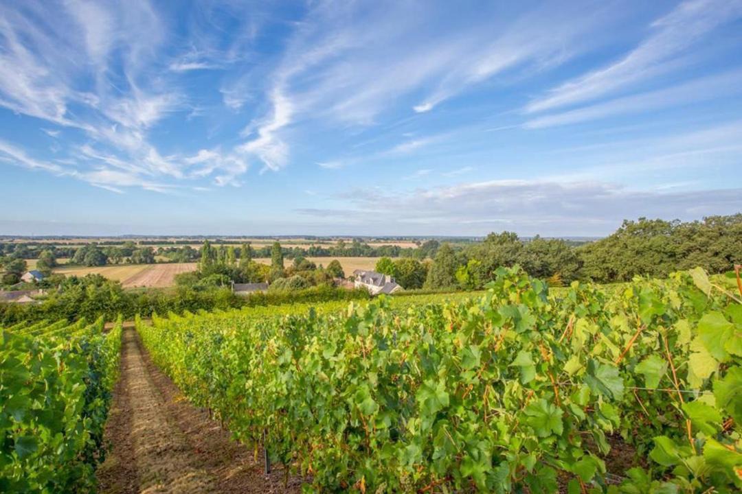 Photo of Outdoor in Concourson-sur-Layon