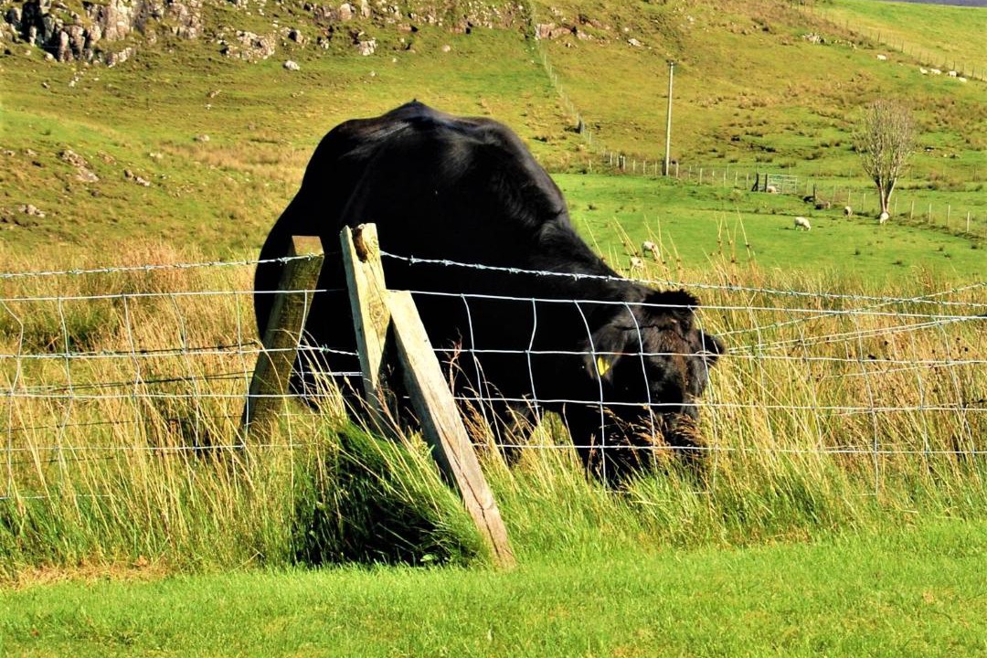 Photo of Others in Suladale