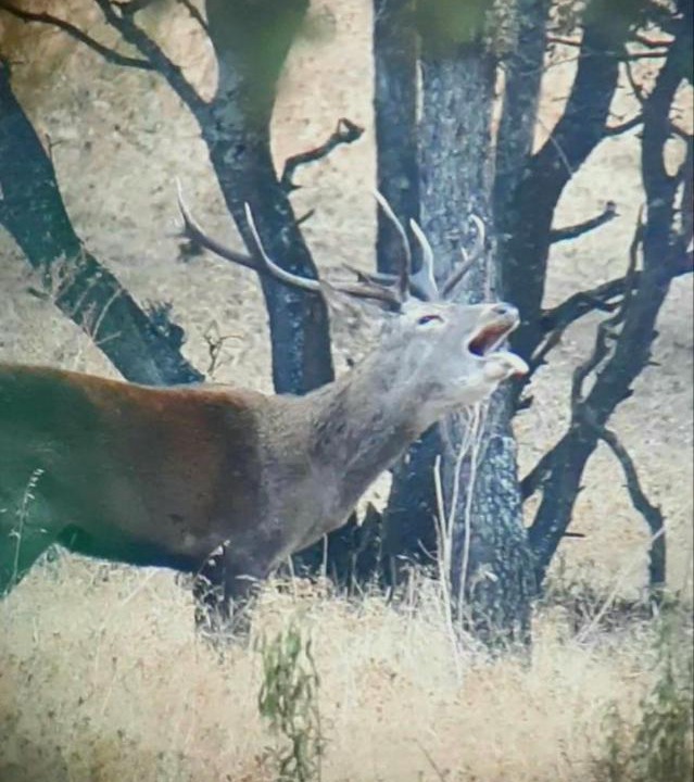 Photo of Others in Herrera del Duque