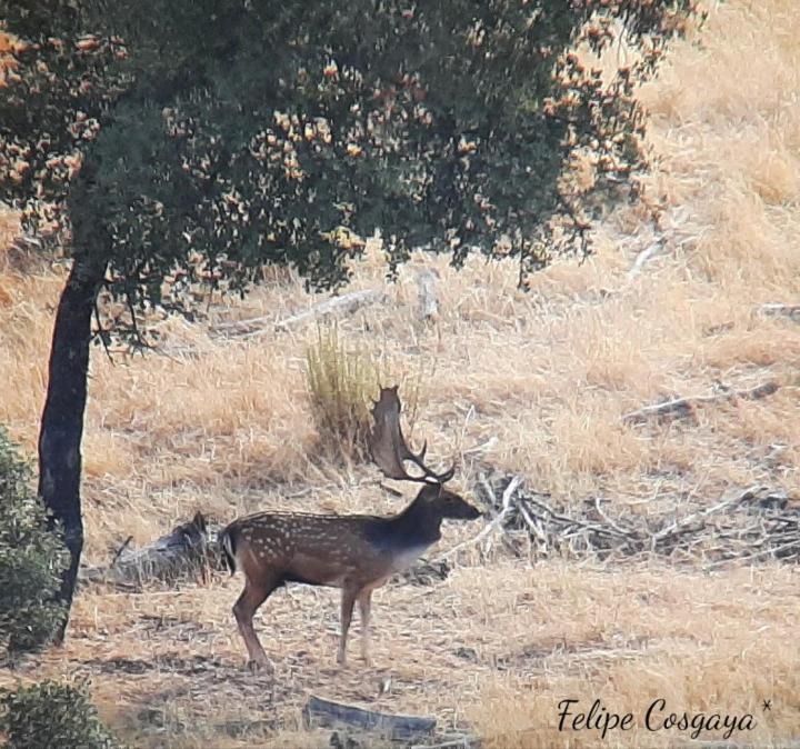 Photo of Others in Herrera del Duque