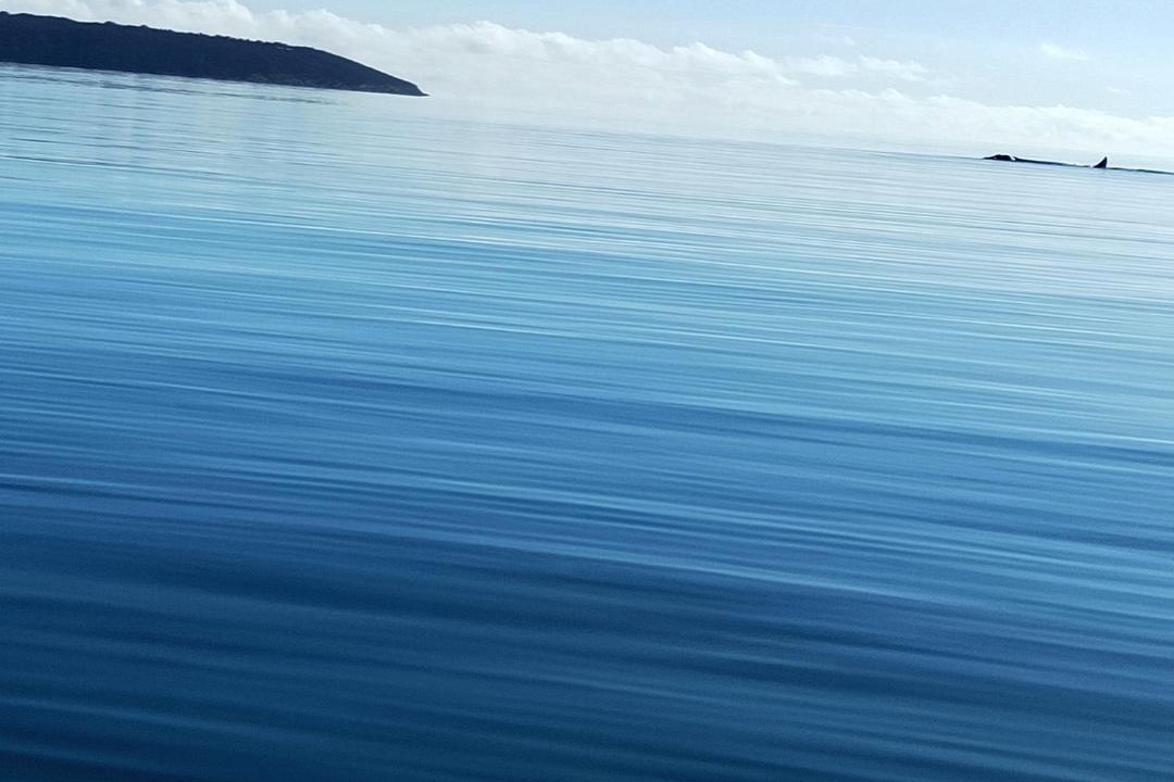 Photo of Others in Island Beach