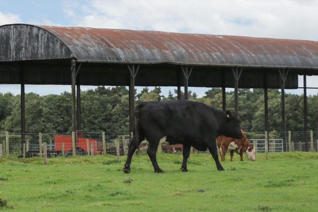 Photo of Others in Wing