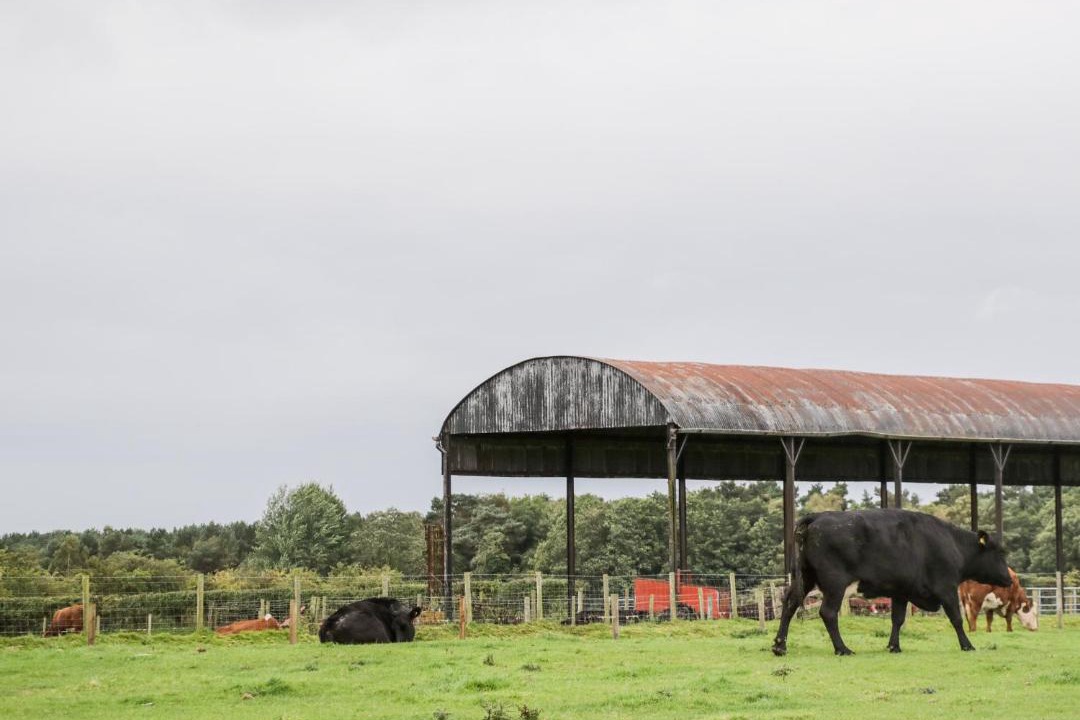 Photo of Others in Wing