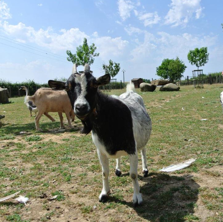 Photo of Others in Le May-sur-Evre