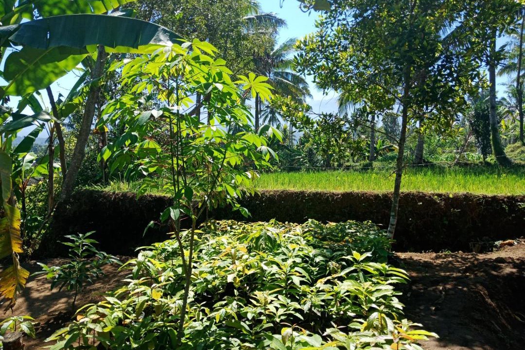 Photo of Outdoor in Kecamatan Pringgasela