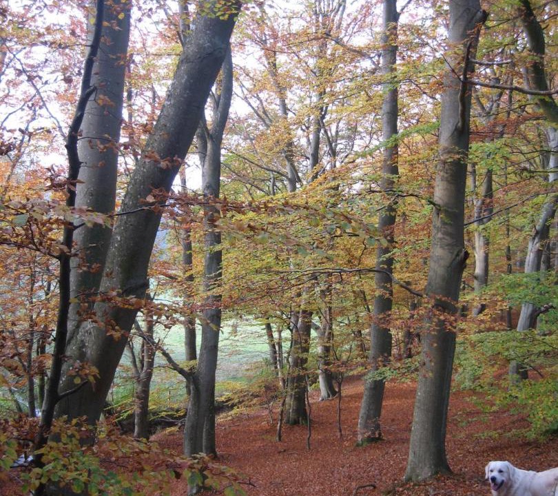 Photo of Others in Øksenmølle