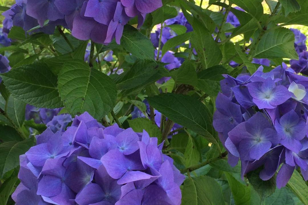 Photo of Others in Espelette