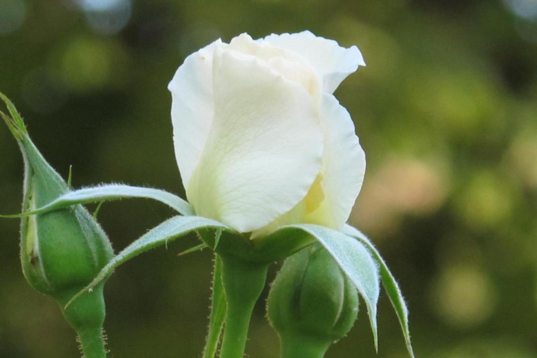 Photo of Others in Faubourg