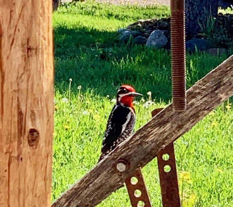 Photo of Others in Moran