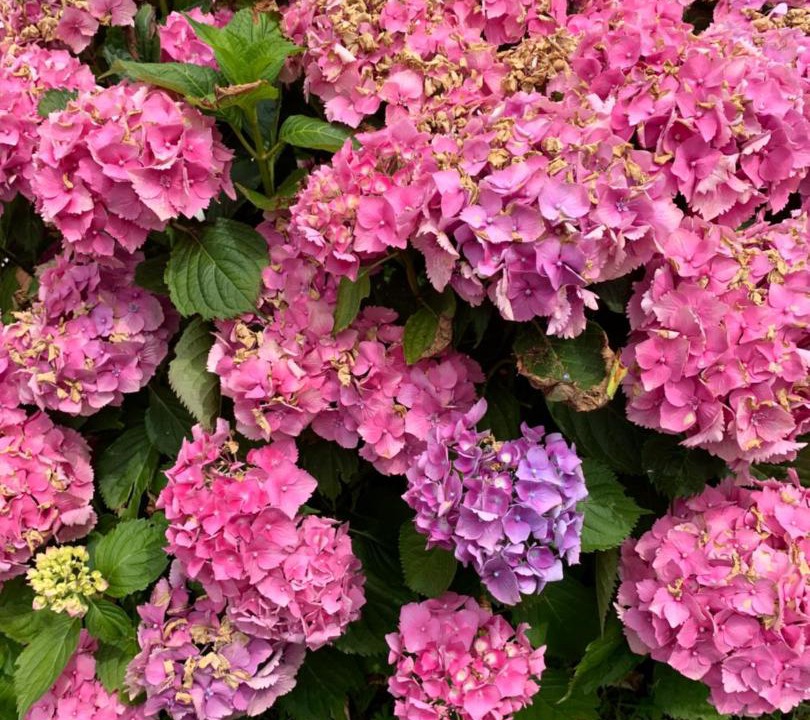 Photo of Outdoor in Arcangues