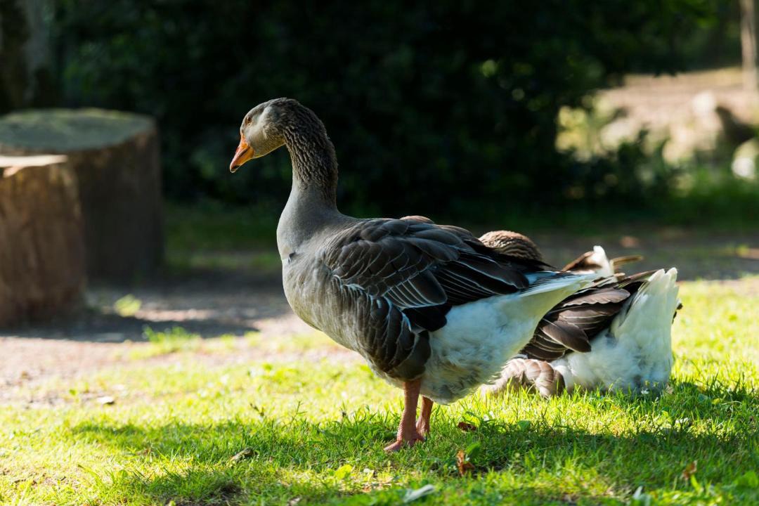 Photo of Others in Saint-Aignan-Grandlieu