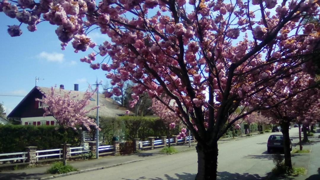 Photo of Others in Colmar