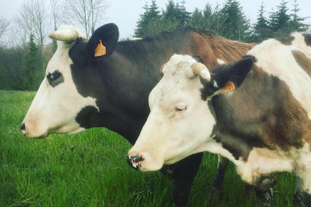 Photo of Human In Picture in Saint-Laurent-de-Terregatte