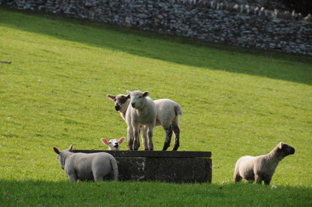 Photo of Others in Bourton