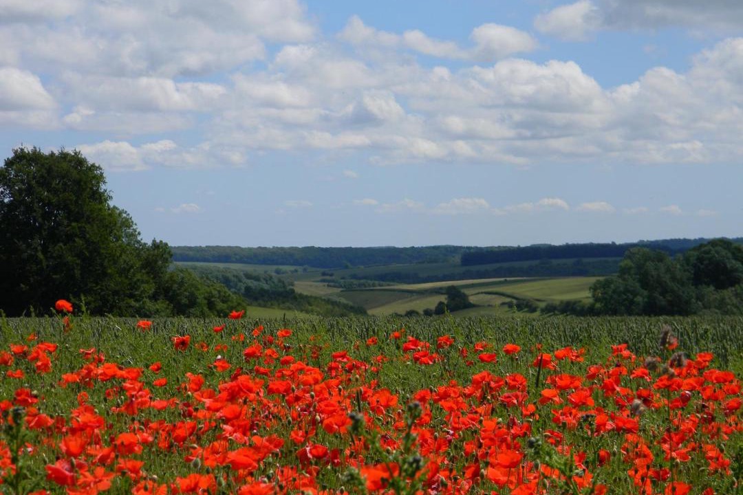 Photo of Others in Bourton