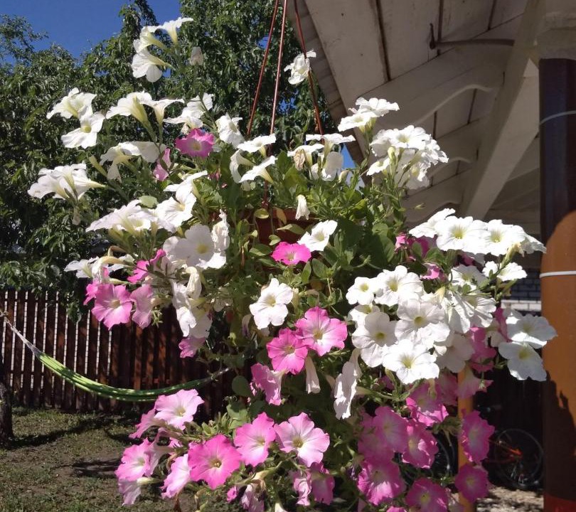 Photo of Others in Suzdal