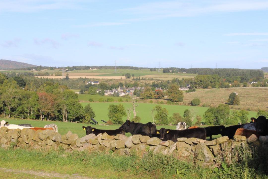 Photo of Others in Huntly