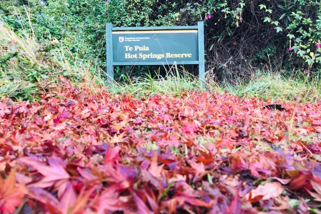 Photo of Others in Te Puia