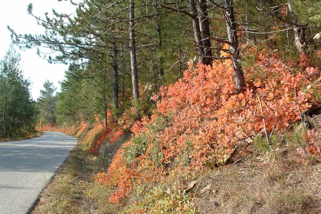 Photo of Outdoor in Oprtalj