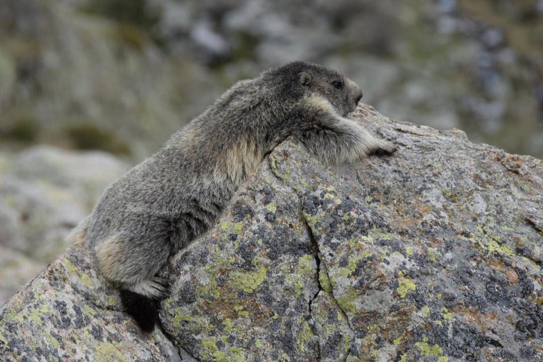 Photo of Others in Roquebilliere