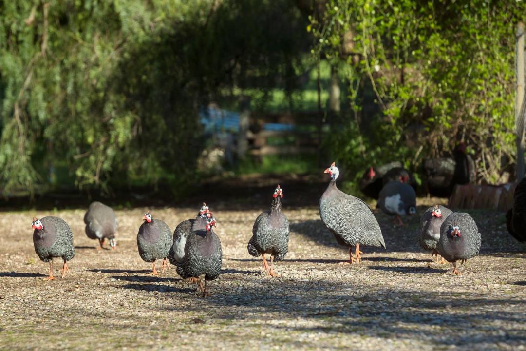 Photo of Others in Sampson Flat