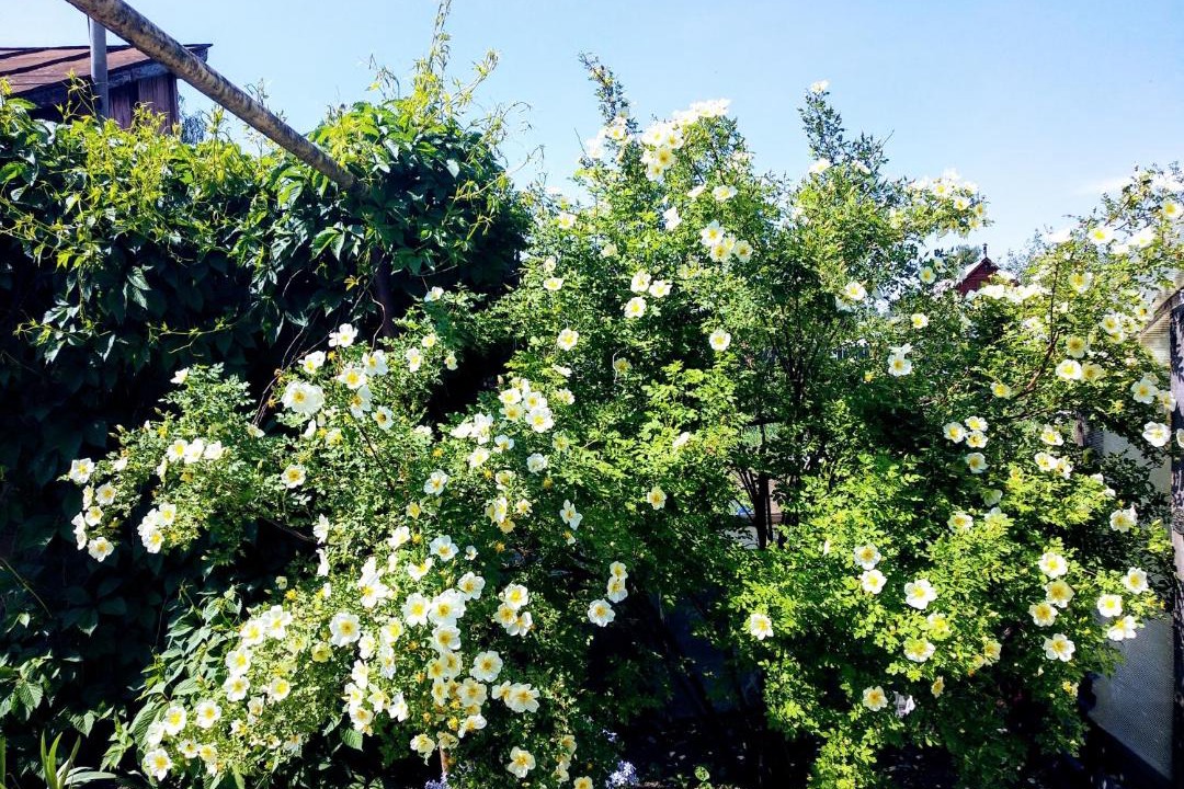 Photo of Outdoor in Suzdal