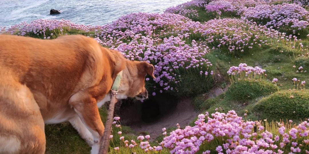 Photo of Others in St Minver