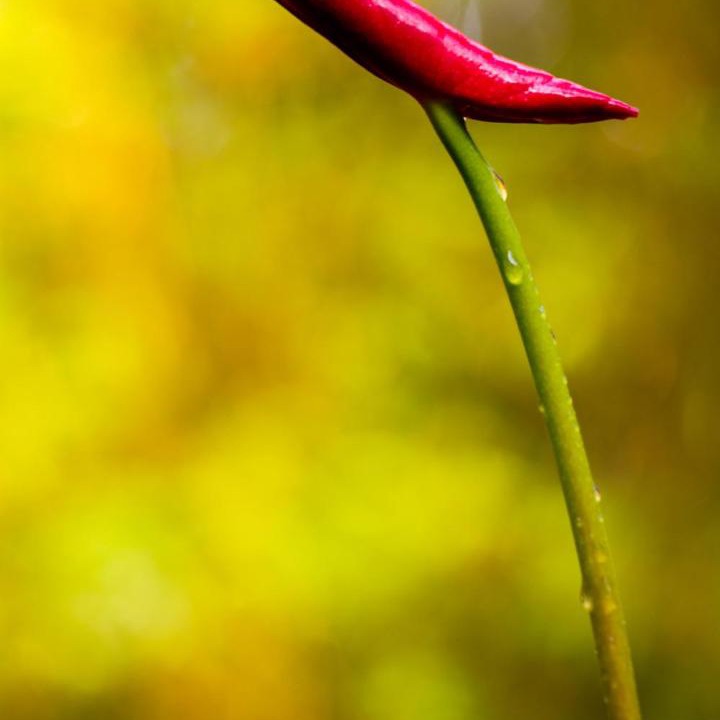 Photo of Others in Volcano