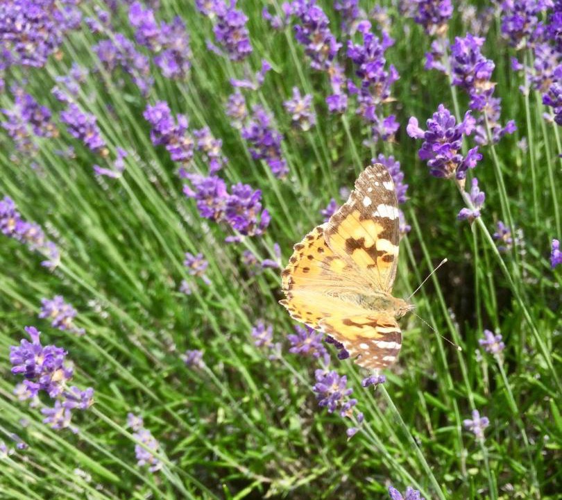 Photo of Others in Maennolsheim
