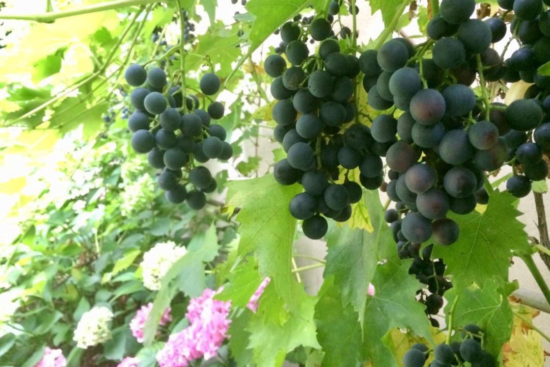 Photo of Others in Maennolsheim