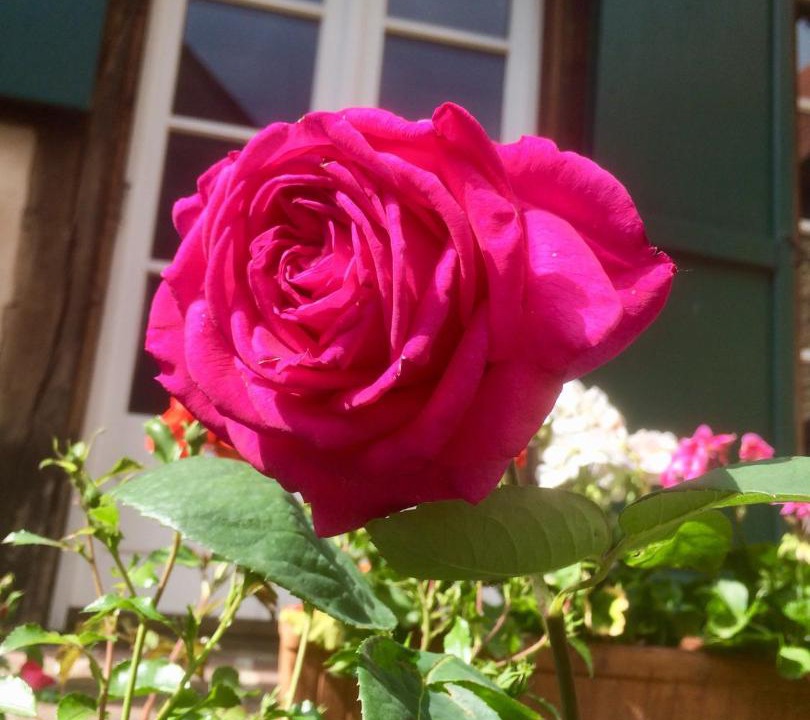 Photo of Others in Maennolsheim