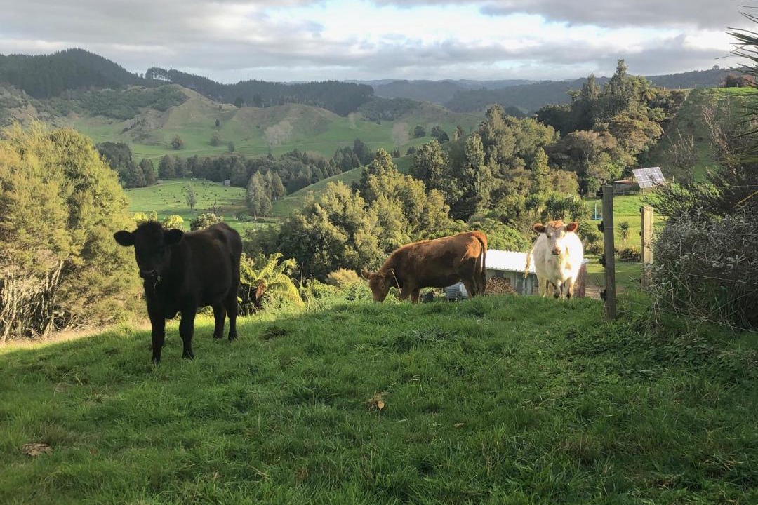 Photo of Others in Otorohanga