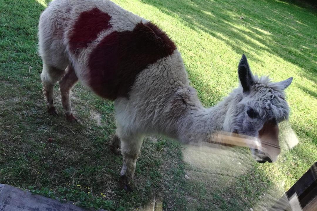 Photo of Others in La Chaise-Dieu