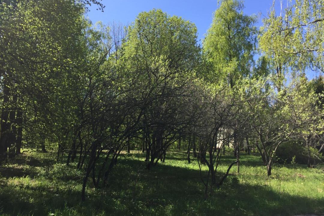 Photo of Outdoor in Zvenigorod