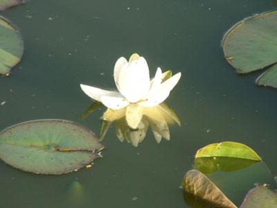 Photo of Others in Saint-Lubin-de-la-Haye